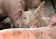 ANSVSA. Situația la zi în privința evoluţiei Pestei Porcine Africane 