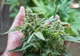 Cultură de cannabis descoperită în Oradea