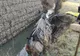 FOTO | Accident grav în judeţul Bihor! Şofer în stop cardio-respirator după ce a căzut cu maşina într-un pârâu