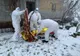 FOTO | Femeie aflată în carantină, salvată de pompierii bihoreni! O vecină a văzut-o pe geam când s-a prăbuşit pe podea