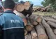 79 de sancțiuni aplicate de polițiști în cadrul unei ample acțiuni în Beiuș