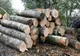 Controale pe linie silvică, în Bihor! Două firme au rămas fără aproape 700 mc de lemn și au fost amendate drastic