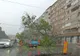 Mai mulți copaci, doborâți de vânt în Bihor