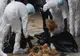 Alertă sanitară, în Bihor: tot mai multe focare de gripă aviară