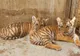 Premieră istorică la Zoo Oradea! S-au născut doi pui de tigru siberian