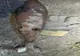 Bombă descoperită în albia unui râu, de un bihorean aflat la scăldat