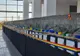 Eveniment inedit la Oradea: A început Olimpiada Porumbeilor Voiajori - Racing Pigeon Olympiad