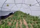 Percheziţii în Bihor! A fost descoperită o cultură de cannabis pe un teren de 60.000 de metri pătraţi (VIDEO/FOTO)