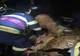 Bovină salvată de pompieri, după ce a căzut de la o înălţime de 6 metri (FOTO)