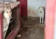 La adăpostul de câini din Oradea nu sunt respectate condițiile de deținere a animalelor, de igienă, hrană și îngrijiri medicale