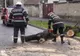 Mai mulți copaci și stâlpi, căzuți pe carosabil și trotuare în Bihor, din cauza vântului puternic