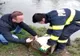 VIDEO: Lebădă epuizată și în imposibilitatea de a-și lua zborul, salvată de pompierii bihoreni