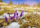 Vremea extremelor: Temperaturi de primăvară și ninsori, la final de februarie