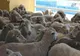 Bihorean reţinut după ce a furat oi din mai multe saivane