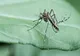 Plantele care alungă țânțarii și insectele nedorite