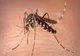 INSP: 77 DE CAZURI DE INFECŢIE CU VIRUSUL WEST NILE, DIN 3 IUNIE