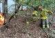 Incendiu de pădure la Tărcăița, în județul Bihor: focul a afectat 21 de hectare, iar pompierii intervin pentru a doua zi