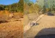 Bărbat atacat de un cerb în Bihor. A fost târât zeci de metri și a ajuns la spital cu numeroase răni - video