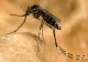 INSP: Un singur caz de infecție cu virusul West Nile, confirmat în Bihor în 2026
