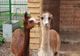 Două exemplare de Alpaca, la ZOO Oradea