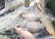 Bărbaţi din Bihor prinşi în zona Lacului Vârşolţ cu peste 500 kilograme de peşte