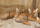 Premieră istorică la Zoo Oradea! S-au născut doi pui de tigru siberian