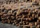 Austria, afaceri și profituri uriașe din lemnul românesc - Amploarea defrișărilor, estimată la 270 de milioane de mc